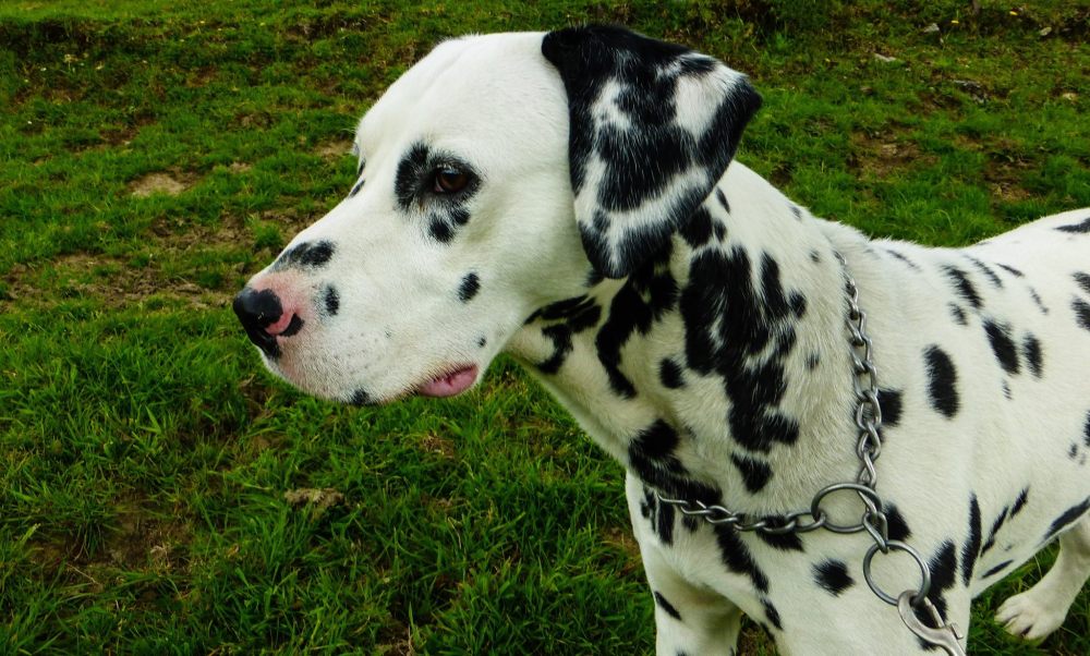 13268501_999340320134858_1238945717589322899_o